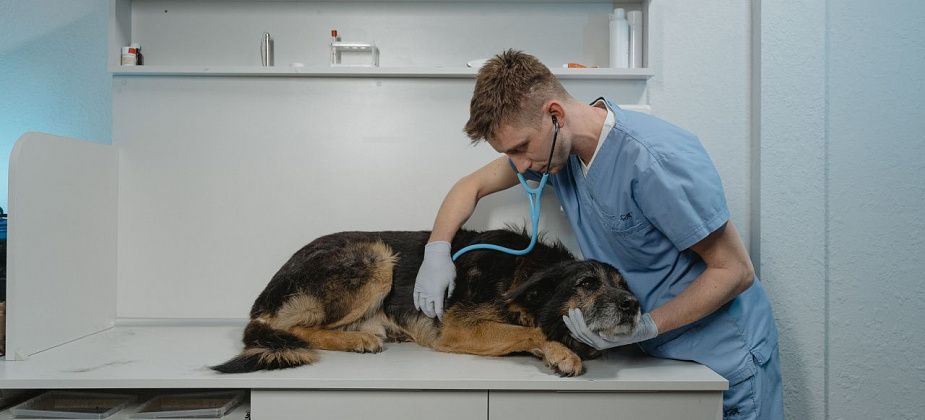 Как часто домашних животных нужно водить к ветеринару? 