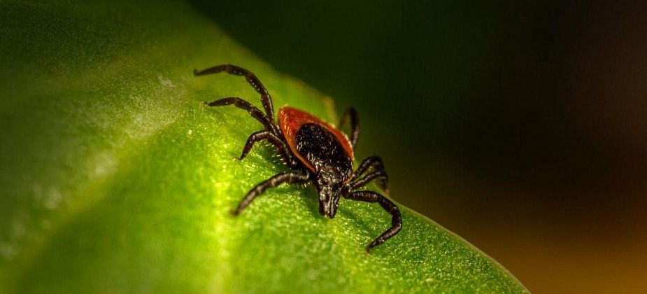 За неделю клещи покусали семерых карпинцев