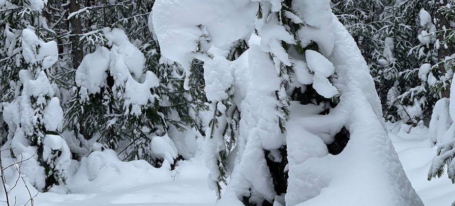 Белка, танцы, масло, мясо… Здравствуй, Новый год!