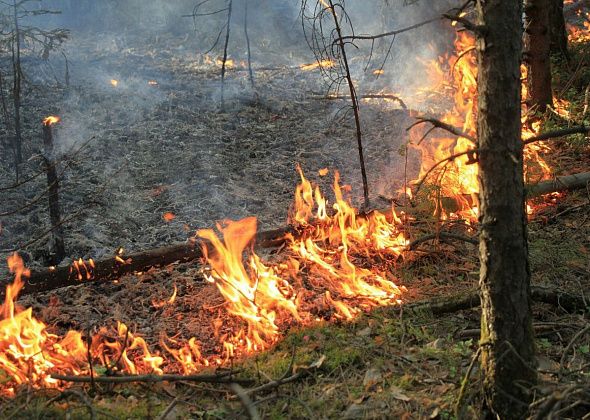 В районе бывшего поселка Каквинские Печи бушует лесной пожар