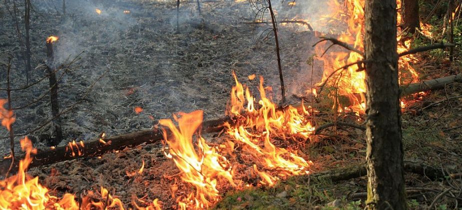 В районе бывшего поселка Каквинские Печи бушует лесной пожар