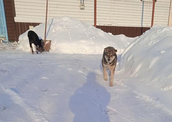 Жители Советской просят ответственных отловить выводок бездомных собак
