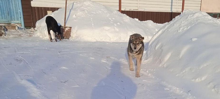 Жители Советской просят ответственных отловить выводок бездомных собак