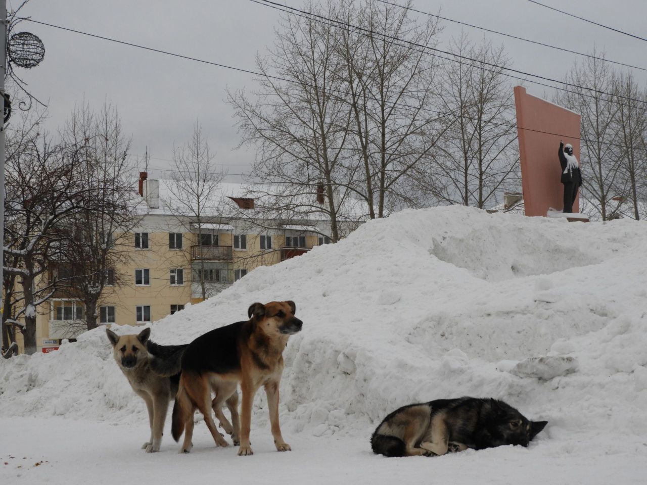 В Карпинске планируется отловить полсотни бездомных собак