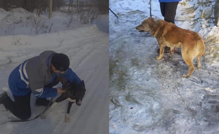 Фирма, которая занимается отловом собак в Карпинске, отчиталась о своей работе