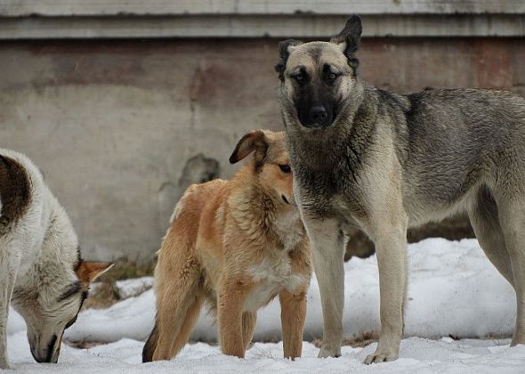 В Карпинске объявлен повторный аукцион на отлов собак